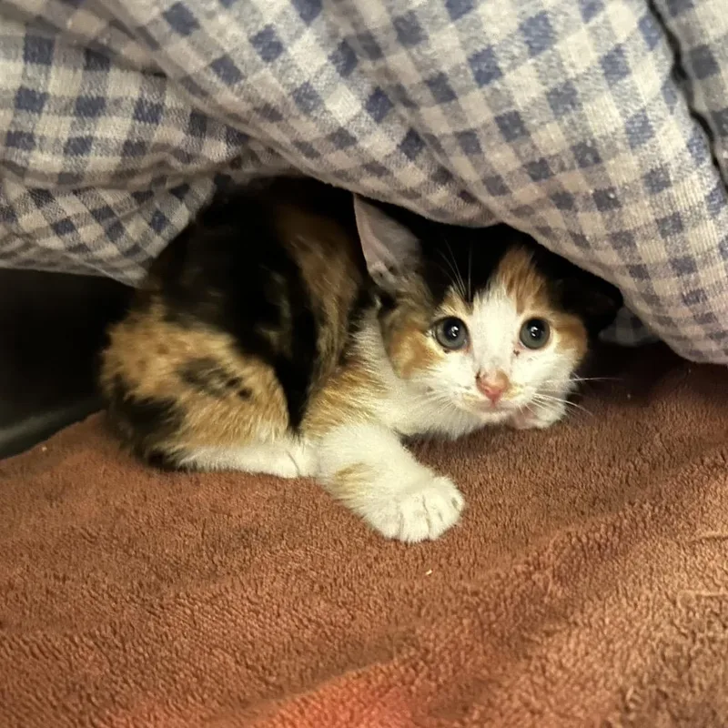 Sprinkles: Visit me at thumbnail 2