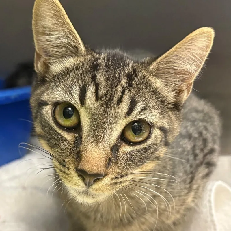 A baby small-sized male Brown / Chocolate Domestic Short Hair cat named Jensen for adoption in East Hanover, NJ