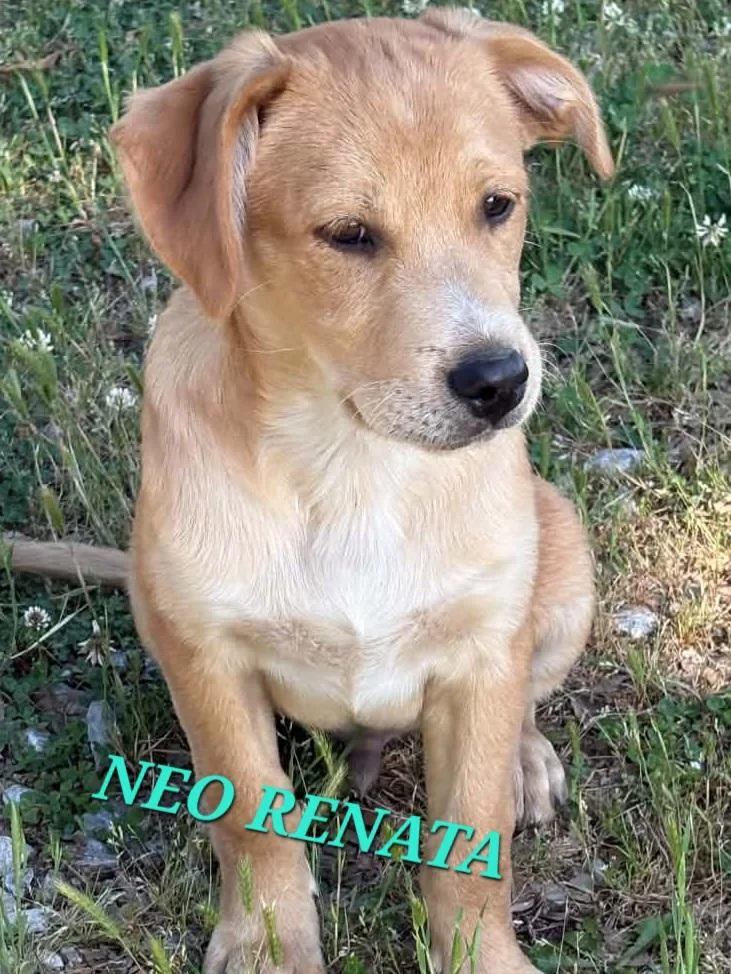 A baby medium-sized male Yellow / Tan / Blond / Fawn Labrador Retriever dog named Neo Renata for adoption in Andover, MA