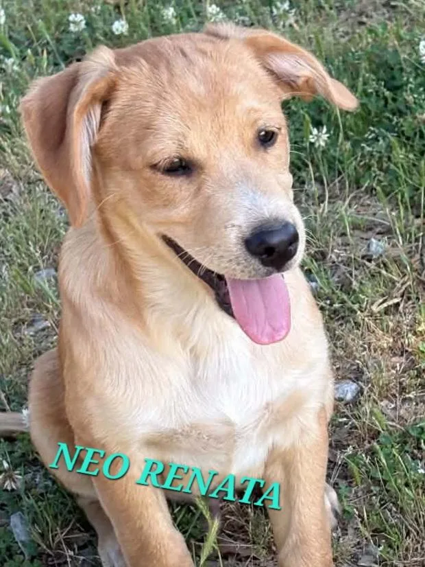 Neo Renata thumbnail 2