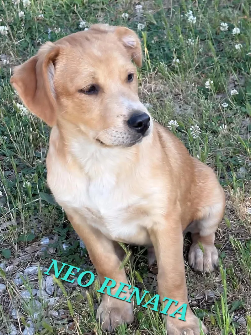 Neo Renata thumbnail 3