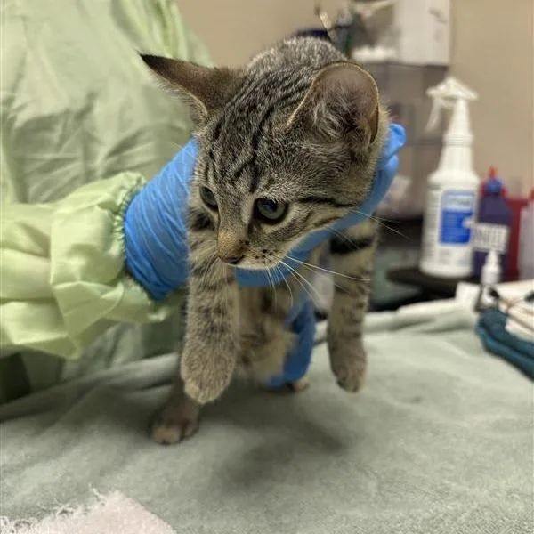 A baby small-sized female Gray / Blue / Silver Domestic Short Hair cat named Frankie Stein for adoption in Tempe, AZ