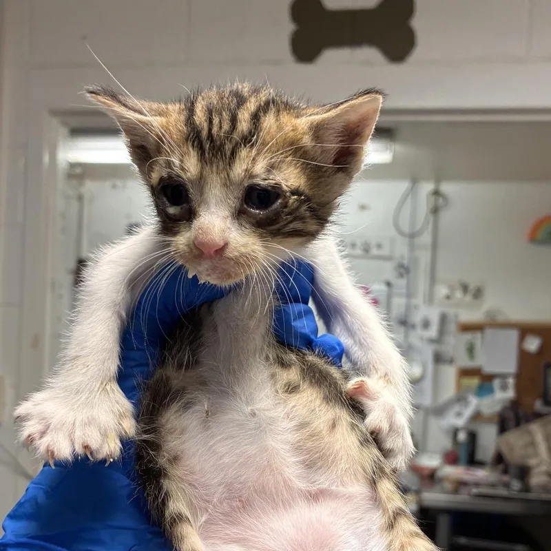 A baby small-sized male Brown / Chocolate Domestic Short Hair cat named Paul for adoption in Edinburg, TX