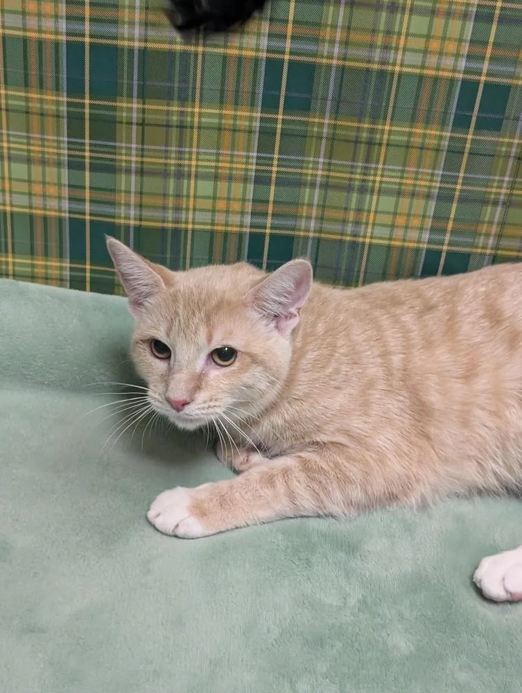 Clementine thumbnail 2