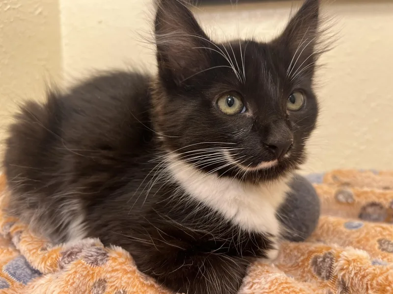 A baby small-sized female Black & White / Tuxedo Domestic Long Hair cat named Riddle  an oreo for adoption in The Dalles, OR
