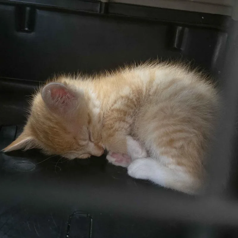 A baby small-sized female Orange / Red Domestic Short Hair cat named Topaz for adoption in Delaware, OH