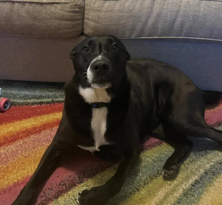 A senior large-sized female Labrador Retriever dog named Abby for adoption in Winder, GA