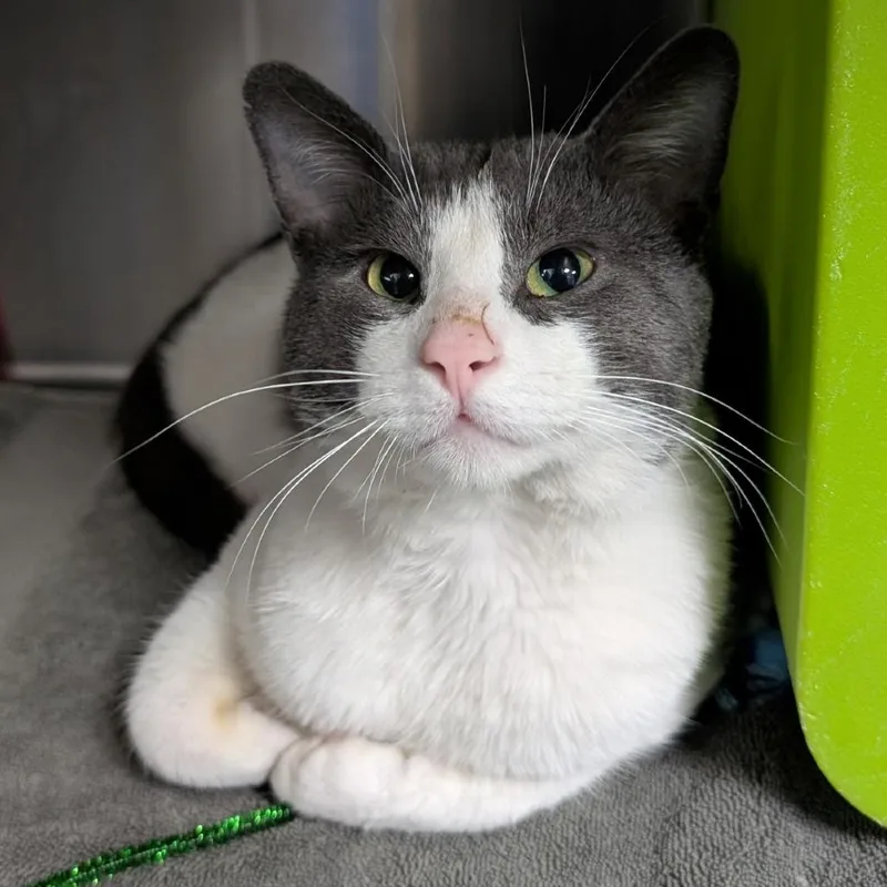 A young medium-sized male Gray / Blue / Silver Domestic Short Hair cat named Milo for adoption in Brookfield, WI