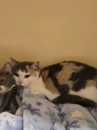 A senior small-sized female Domestic Short Hair cat named Rose for adoption in Clarks Summit, PA