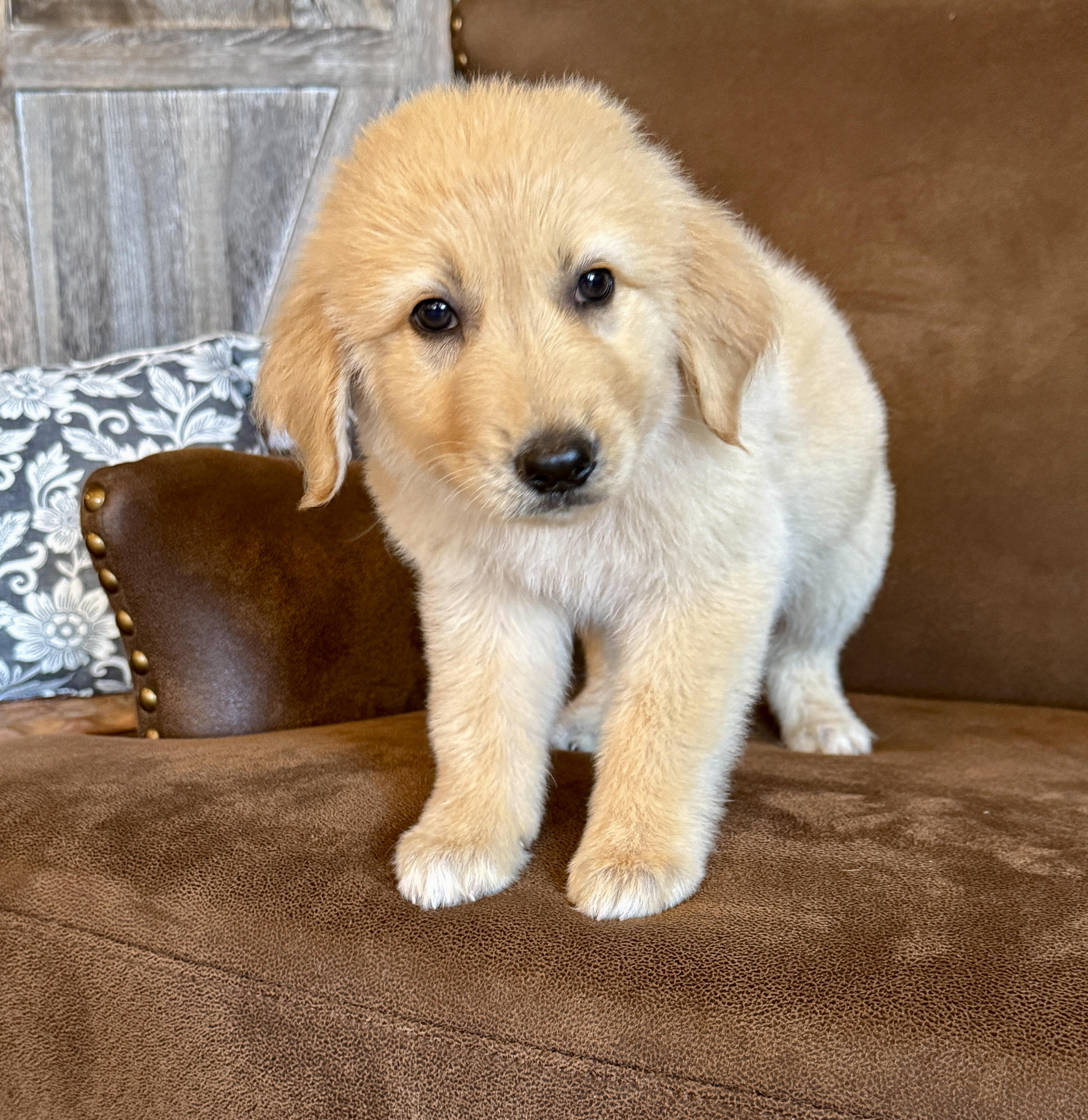 A baby large-sized female Golden Retriever dog named Jessica for adoption in Iron Ridge, WI