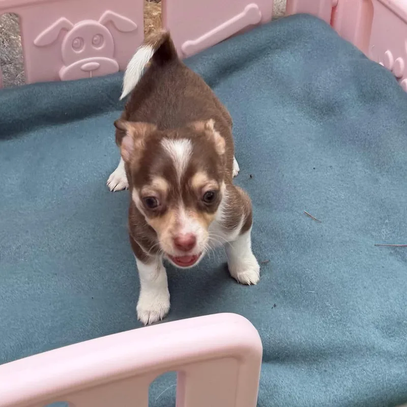 A baby small-sized female Brown / Chocolate Chihuahua dog named Posh Spice for adoption in Las Vegas, NV