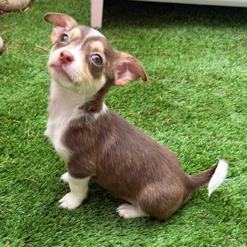 Posh Spice thumbnail 4