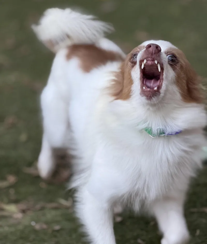 An adult small-sized female Pomeranian dog named Rune for adoption in Garland, TX