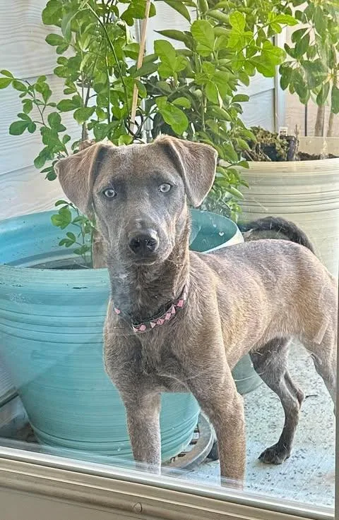 A baby medium-sized female Gray / Blue / Silver Blue Lacy dog named Sable for adoption in Vernon, CT