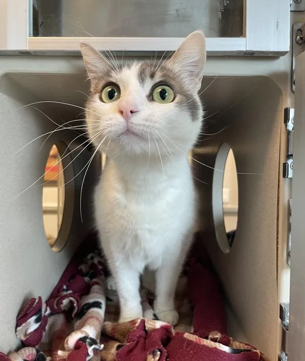 An adult small-sized female Domestic Short Hair cat named Chanda for adoption in Oakland, CA