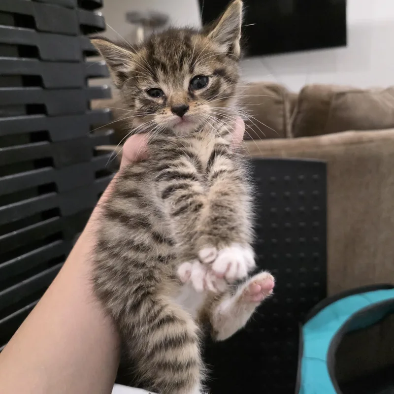 A baby medium-sized male Tabby (Brown / Chocolate) Domestic Short Hair cat named Spider for adoption in Moriches, NY