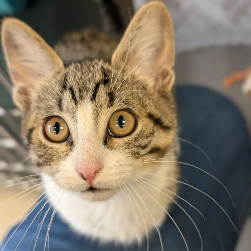 A baby medium-sized female Tabby (Brown / Chocolate) Domestic Short Hair cat named Shish Kebab for adoption in Jefferson, WI