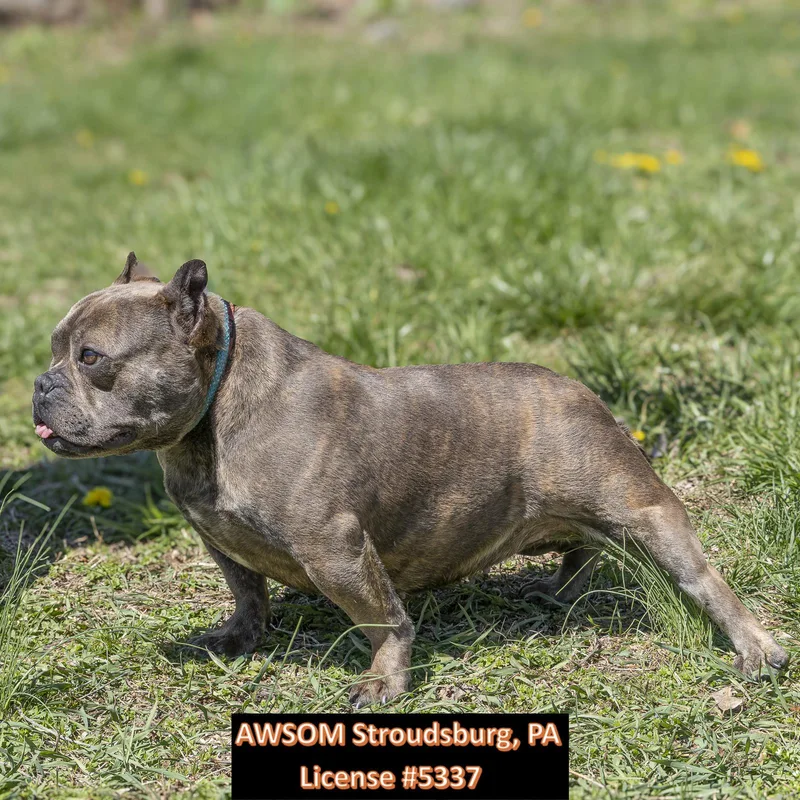 Tallulah thumbnail 2