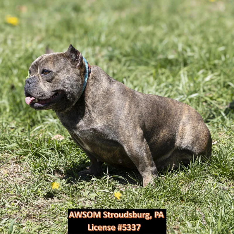 Tallulah thumbnail 3