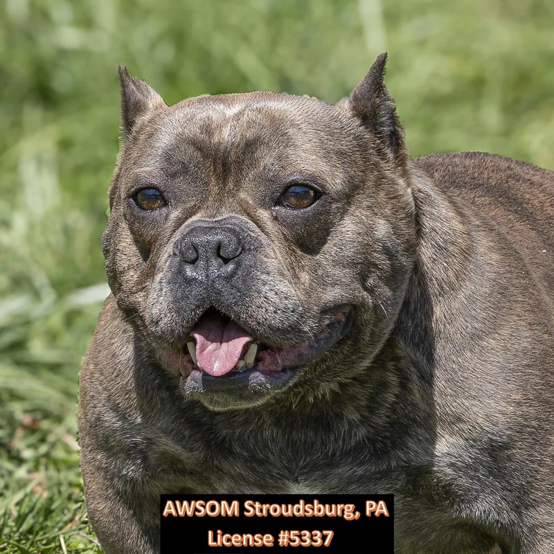 An adult medium-sized female Brown / Chocolate Bulldog dog named Tallulah for adoption in Stroudsburg, PA
