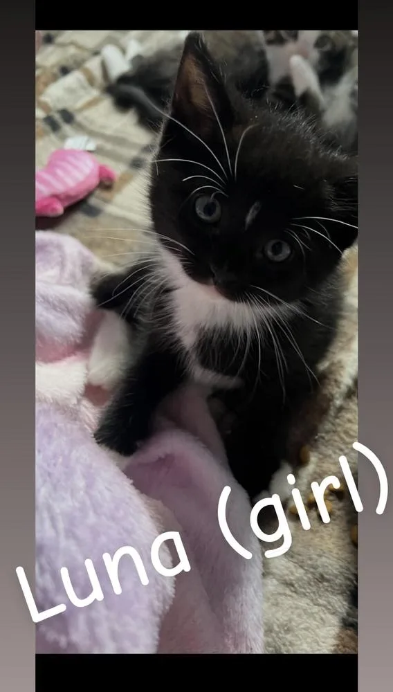 A baby small-sized female Black & White / Tuxedo Domestic Short Hair cat named Luna for adoption in Telford, PA