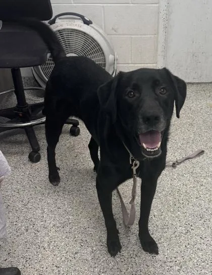 An adult extra large-sized male Black Labrador Retriever dog named Buddy for adoption in Kansas City, MO
