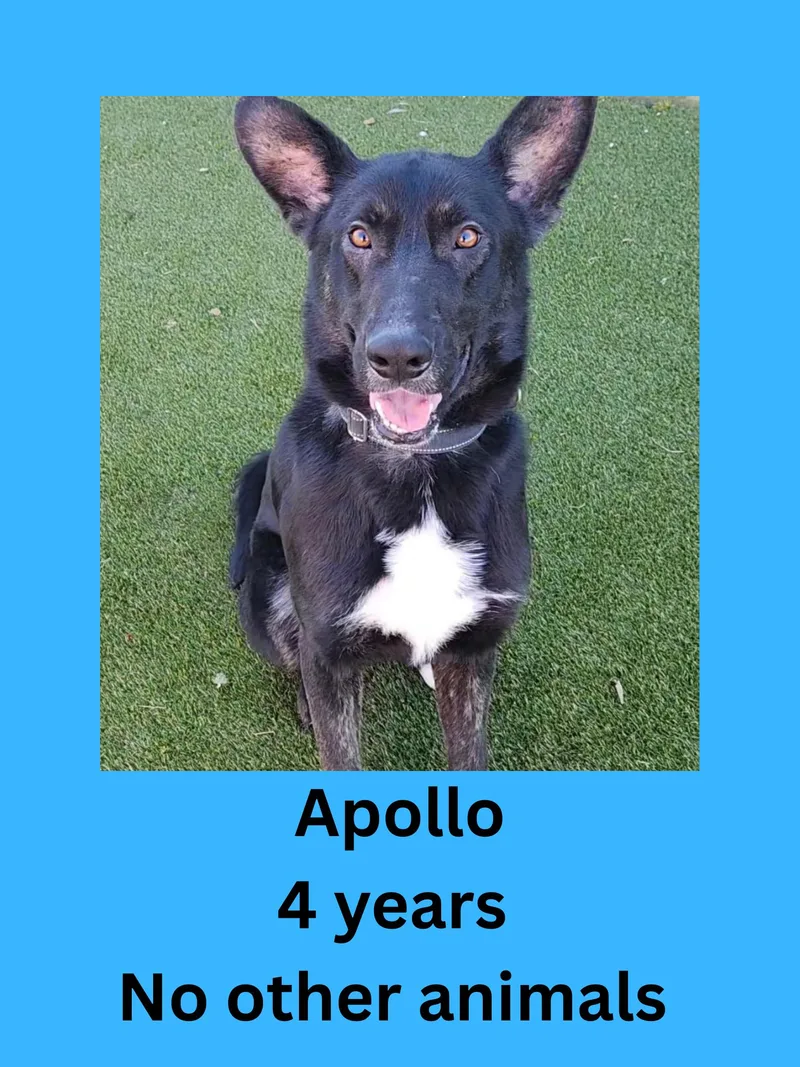 An adult large-sized male German Shepherd Dog dog named Apollo for adoption in Ravenna, OH