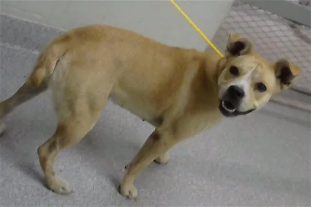 An adult large-sized female Pit Bull Terrier dog named Beauty for adoption in Pasadena, TX