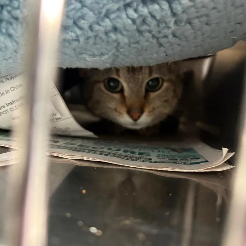 An adult medium-sized female White Domestic Short Hair cat named Luna Belle for adoption in Huntington, WV