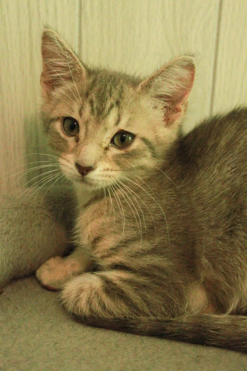 A baby medium-sized female Tabby (Gray / Blue / Silver) Domestic Short Hair cat named Lima for adoption in Ona, WV