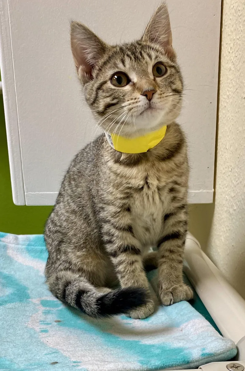 A young medium-sized female Domestic Short Hair cat named Rihanna for adoption in Fargo, ND