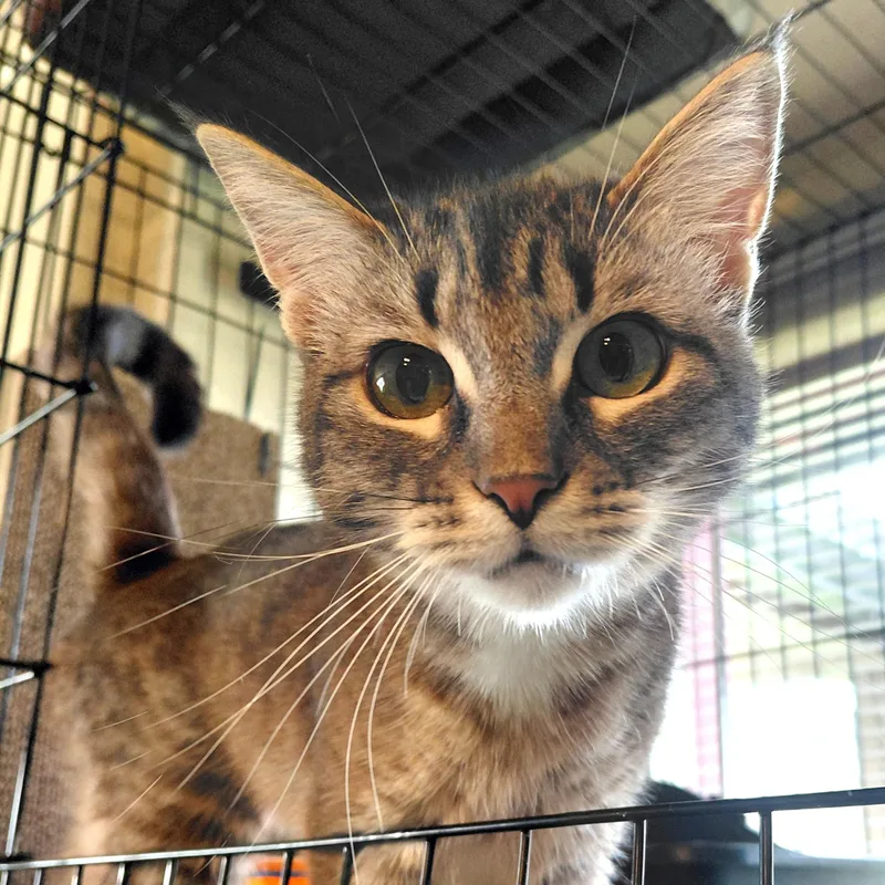 A young medium-sized female Tabby (Gray / Blue / Silver) Tabby cat named Wendiech for adoption in Burlington, WA