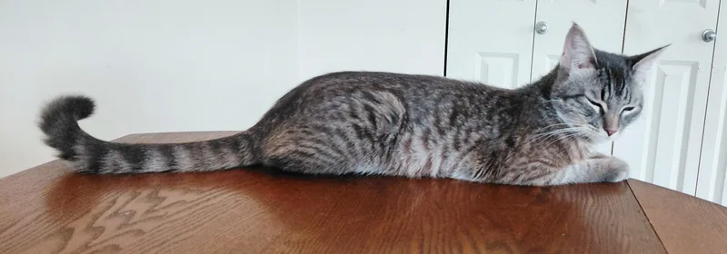 Wendiech thumbnail 2