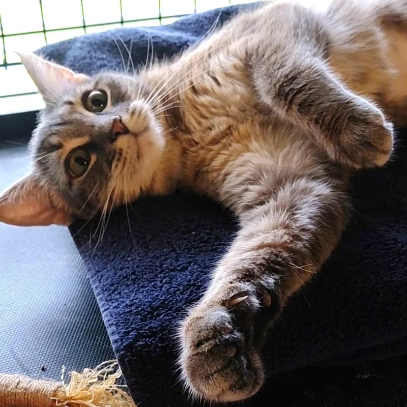 Wendiech thumbnail 3