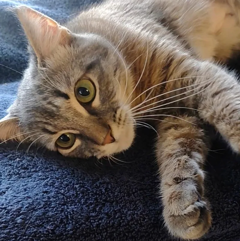 Wendiech thumbnail 4