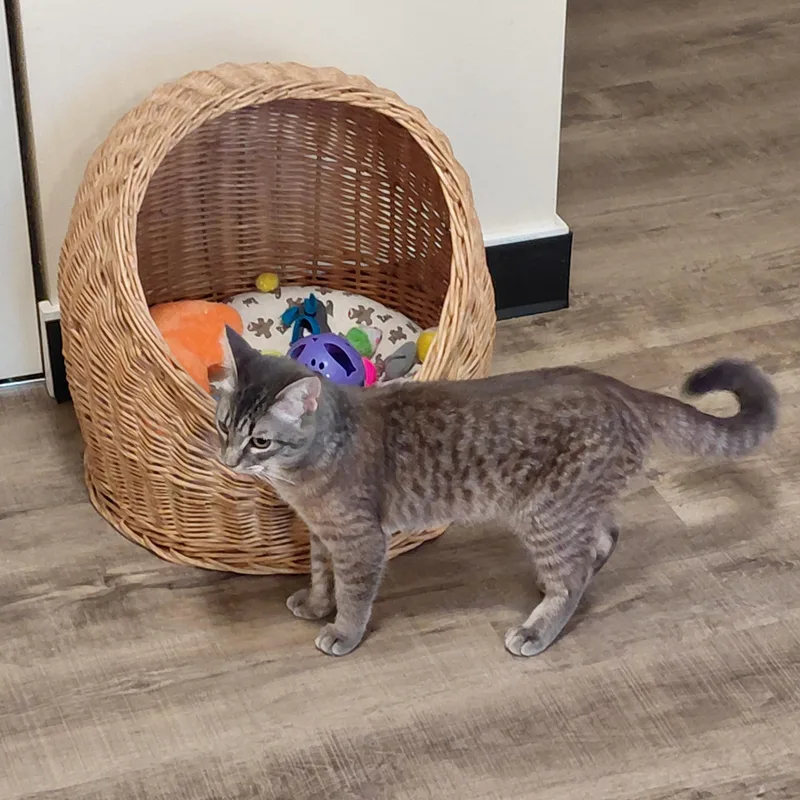 Wendiech thumbnail 5