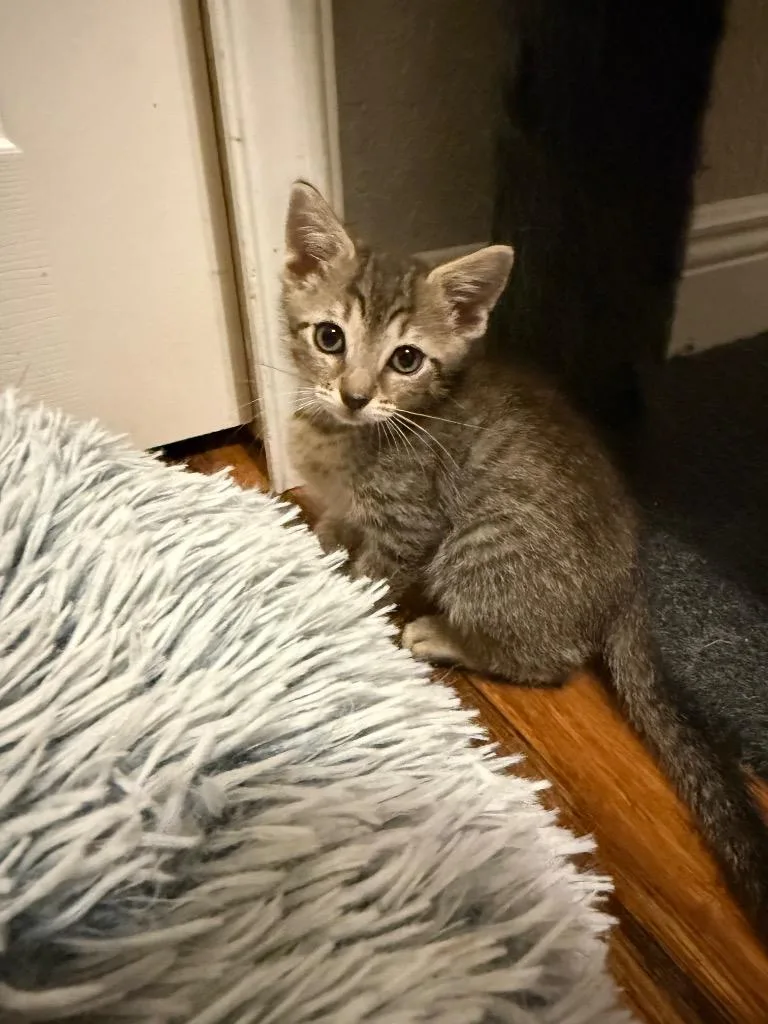 A baby small-sized male Domestic Short Hair cat named Fudge Pop for adoption in Orlando, FL