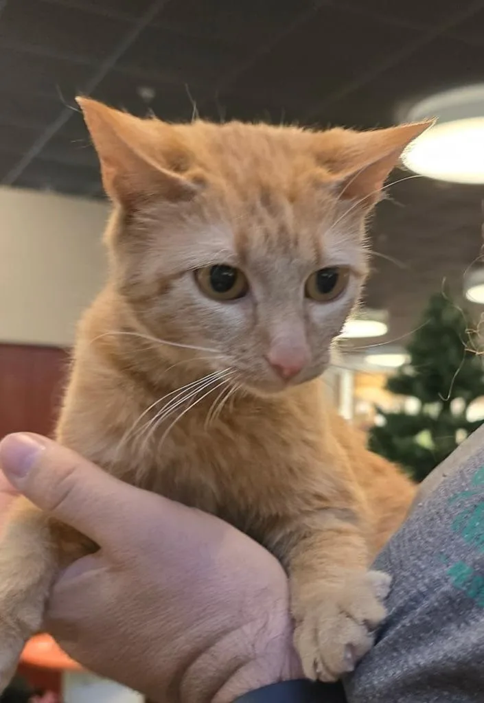 A baby medium-sized female Domestic Short Hair cat named Mango for adoption in St. Cloud, MN