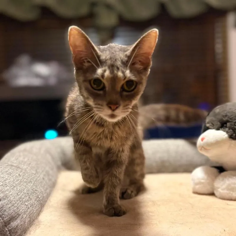 A young small-sized female Gray / Blue / Silver Domestic Short Hair cat named Daisy Garden for adoption in Eaton Rapids, MI