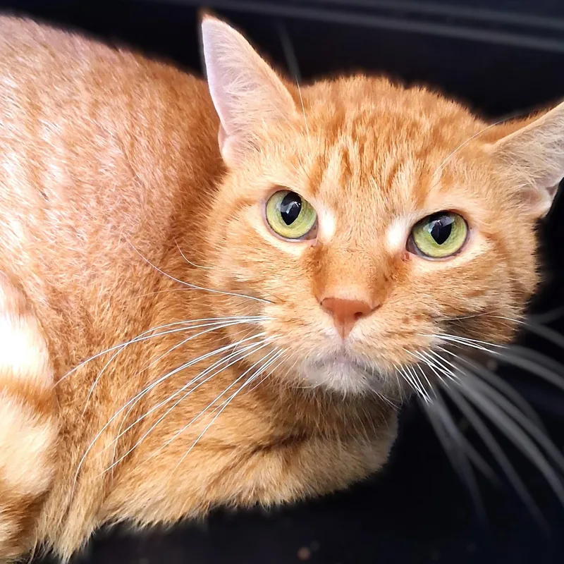 An adult medium-sized male Orange / Red Domestic Short Hair cat named Solomon for adoption in Belmont, NY