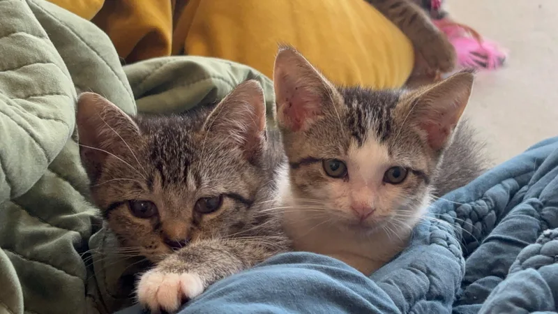 A baby medium-sized female Tabby (Brown / Chocolate) Domestic Short Hair cat named Pizzaface for adoption in Chicago, IL