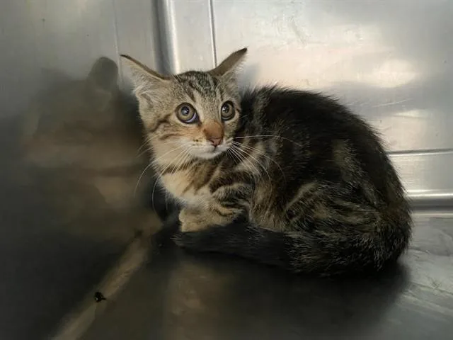 A baby small-sized female Domestic Short Hair cat named Dahlia for adoption in Baldwin Park, CA