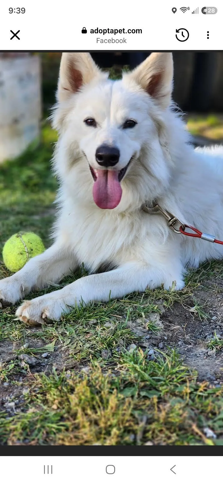 A young medium-sized male American Eskimo Dog dog named Kodiak Of  Apalachin for adoption in Randallstown, MD