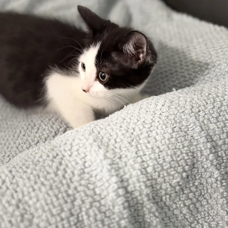 A baby medium-sized female Black & White / Tuxedo Tuxedo cat named Ophelia for adoption in Miami, FL