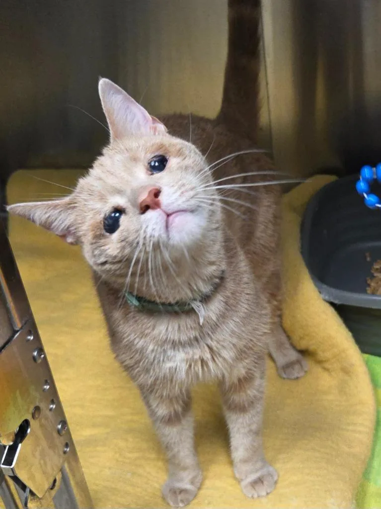 A young small-sized male Domestic Short Hair cat named Pumpkin Spice Pie for adoption in Clinton, SC