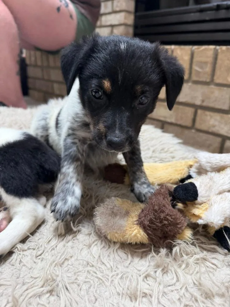 A baby small-sized female Australian Cattle Dog / Blue Heeler dog named Suzie for adoption in Colorado Springs, CO