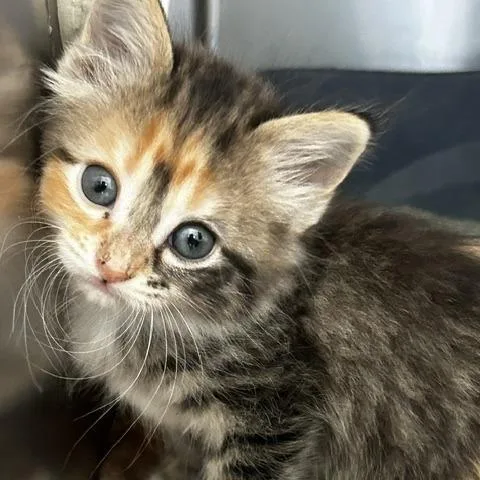 A baby small-sized female American Shorthair cat named Galaxy for adoption in Poplar Bluff, MO