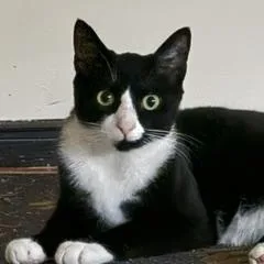 An adult medium-sized male Black & White / Tuxedo Tuxedo cat named Milo for adoption in Cedars, PA