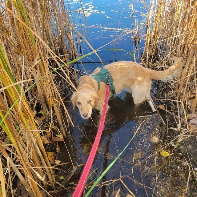 An adult medium-sized female Golden Retriever dog named Ruby for adoption in Minnetonka, MN