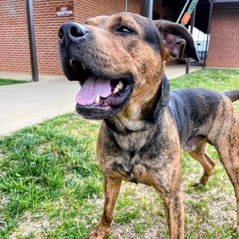 An adult large-sized male Black German Shepherd Dog dog named Bullet for adoption in Lyndhurst, VA